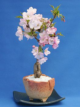 初心者の方でも育てられる 難易度の低い品種の桜盆栽はコレ 小さな盆栽を育てよう 通販でも購入できる桜の盆栽